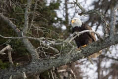 5w1 HP-Bald-Eagle_1DX5657