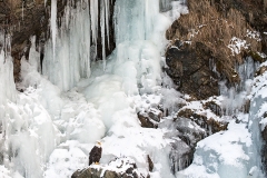 5h1 HP-Bald-Eagle_1DX5957