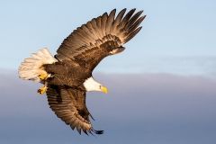 5o HP-Bald-Eagle_1DX6435