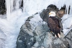 5r HP-Bald-Eagle_1DX6783