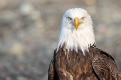 5m HP-Bald-Eagle_1DX6906