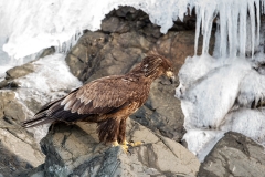 5h51 HP-Bald-Eagle_1DX6937