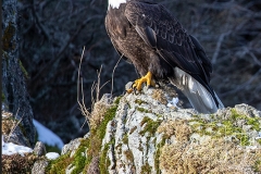 5h5 HP-Bald-Eagle_1DX7235