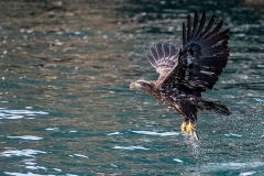 5p HP-Bald-Eagle_1DX7294