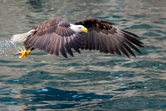 5f HP-Bald-Eagle_1DX7345