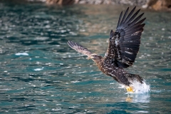 5k HP-Bald-Eagle_1DX7368