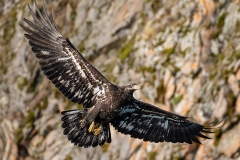 5i HP-Bald-Eagle_1DX7408