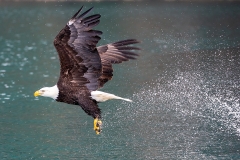 5t HP-Bald-Eagle_1DX7474