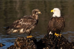 5a HP-Bald-Eagle_1DX9951