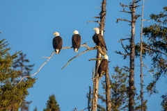 5d HP-Bald-Eagle_1DX9989