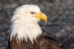3n HP-Bald-Eagle_87A5739