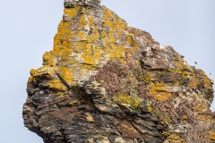 4i HP-Bald-Eagle_87A5929