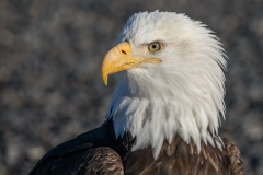 4k HP-Bald-Eagle_87A6140