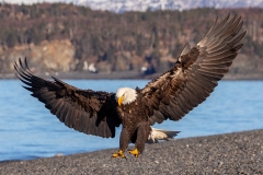 3r HP-Bald-Eagle_87A6193