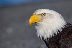 3t HP-Bald-Eagle_87A6244