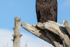 5h3 HP-Bald-Eagle_87A6328