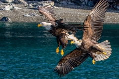 4b HP-Bald-Eagle_Paar_1DX7696