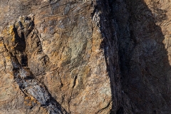 5h2 HP-Bald-Eagle_x_87A6347