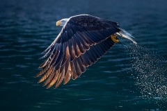 4d HP-Balt-Eagle_1DX8392