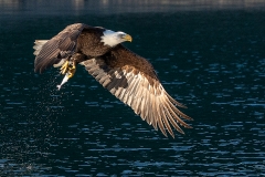 4a HP-Balt-Eagle_1DX8463