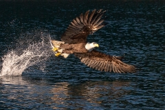 4c HP-Balt-Eagle_1DX8484