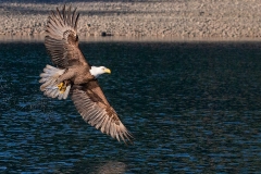 4g HP-Balt-Eagle_1DX8487-2