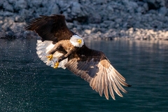 5b HP-Balt-Eagle_1DX8624