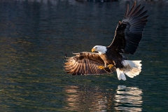 5c HP-Balt-Eagle_1DX8667