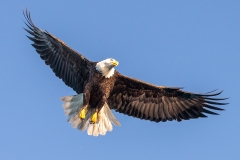 3i HP-Balt-Eagle_1DX9355