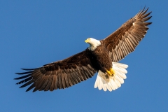 3j HP-Balt-Eagle_1DX9502