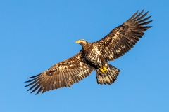 3o1 HP-Balt-Eagle_1DX9710