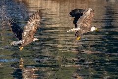 3k HP-Balt-Eagle_1DX9768