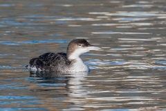 5s HP-Ducks_1DX5354