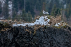 4h1 HP-Möwe_1DX0320