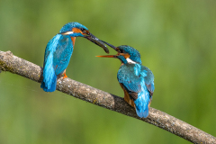 e6 Eisvogel-La-Sauge-2022-WEBSEITE_23I3631