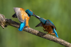 e7 Eisvogel-La-Sauge-2022-WEBSEITE_23I3635