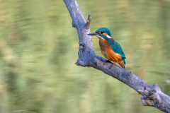 d2 Eisvogel-La-Sauge_D9A6873-Kopie