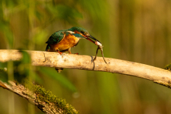 e91 Eisvogel-mit-Frosch-La-Sauge_23I8577-Kopie