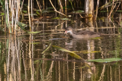 r5 Teichhuhn-La-Sauge_D9A6905-Kopie