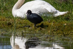 k2 Schwan mit Blässhuhn_1DX0346