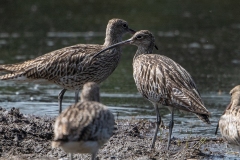 Grosser-Brachvogel-La-Sauge-2022-WEBSEITE_23I3688