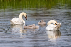 Schwan-mit-chicks-WEB_87A0274-2