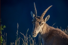 Steingeiss-WEB_D9A0200