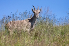 Steingeiss-WEB_D9A0348