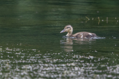 Stockente-chick-WEBSEITE_23I5038