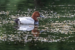 Tafelente-male-Wichelsee-WEBSEITE_23I4917