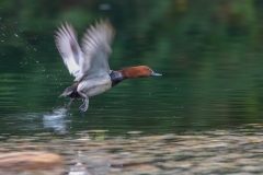 Tafelente-male-im-Flug-WEBSEITE_23I4924