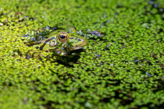 Teichfrosch_D9A0005