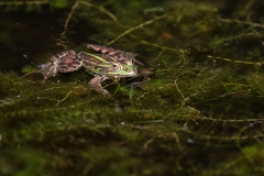 Teichfrosch_D9A0012
