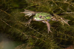 Teichfrosch_D9A0015